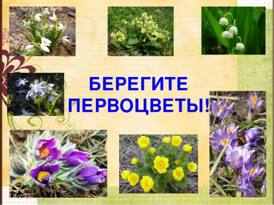 Первоцветы. Первоцвет весенний. Первоцветы с названиями для детей. Первоцветы для дошкольников. Первые весенние цветы 2 класс