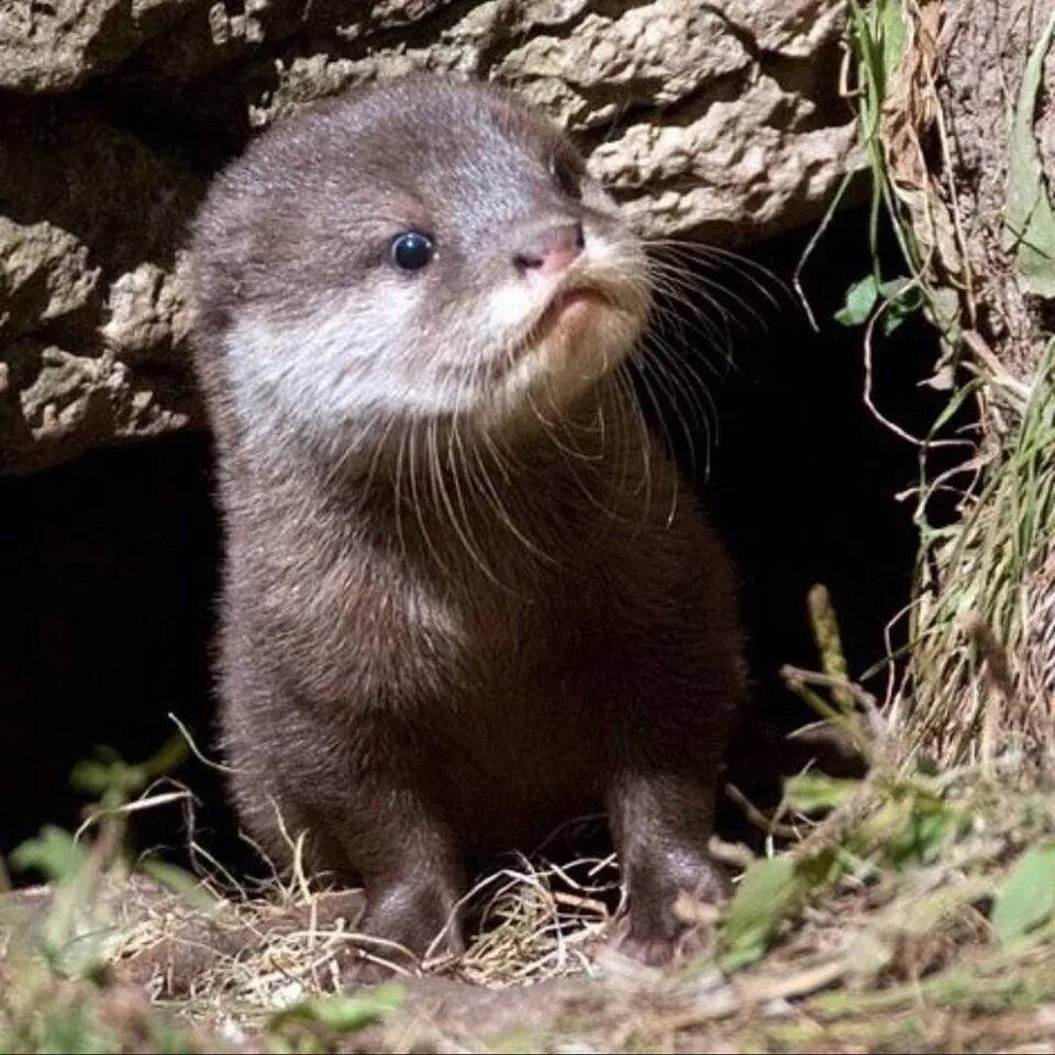 речной бобр западносибирский подвид. норка бобер. норка бобер. выдра и норка. ондатра речная.