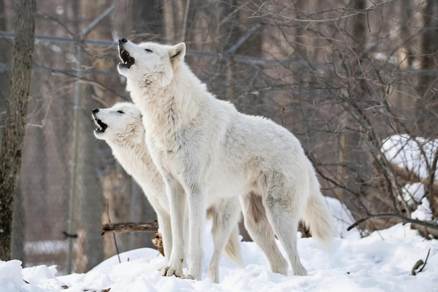 Слушать волк 1. Волки. Стая белых Волков. Белый Полярный волк. Северные волки.