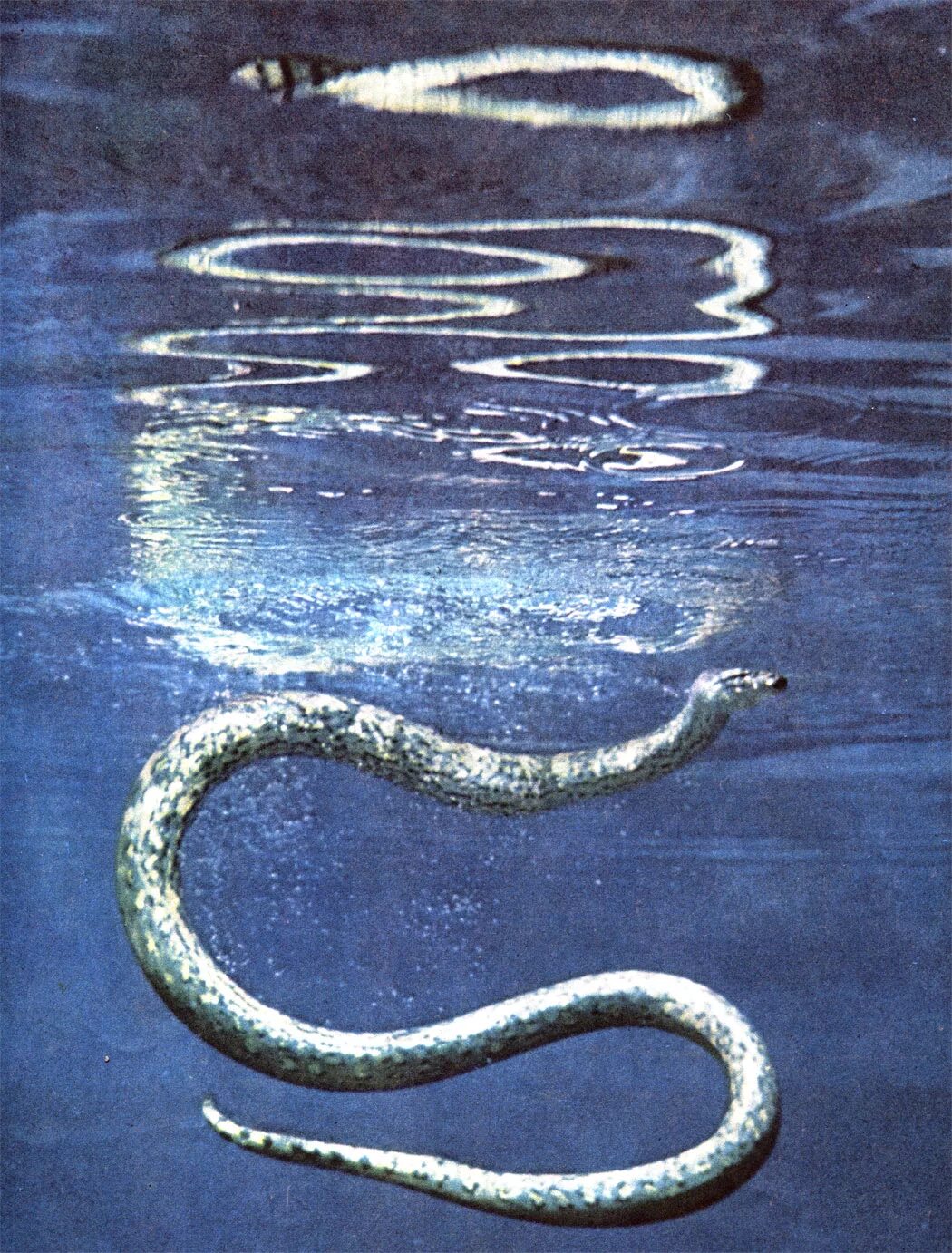 Где нет змей. Речные змеи. Водяная змея. Плавучие змеи. Змея плавает.