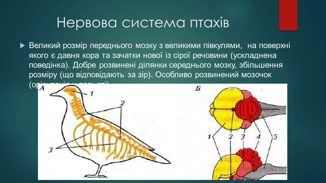 Нервная система птиц 8 класс. Органы нервной системы птиц. нервная система система птиц. нервная система птиц схема. центральная нервная система птиц.
