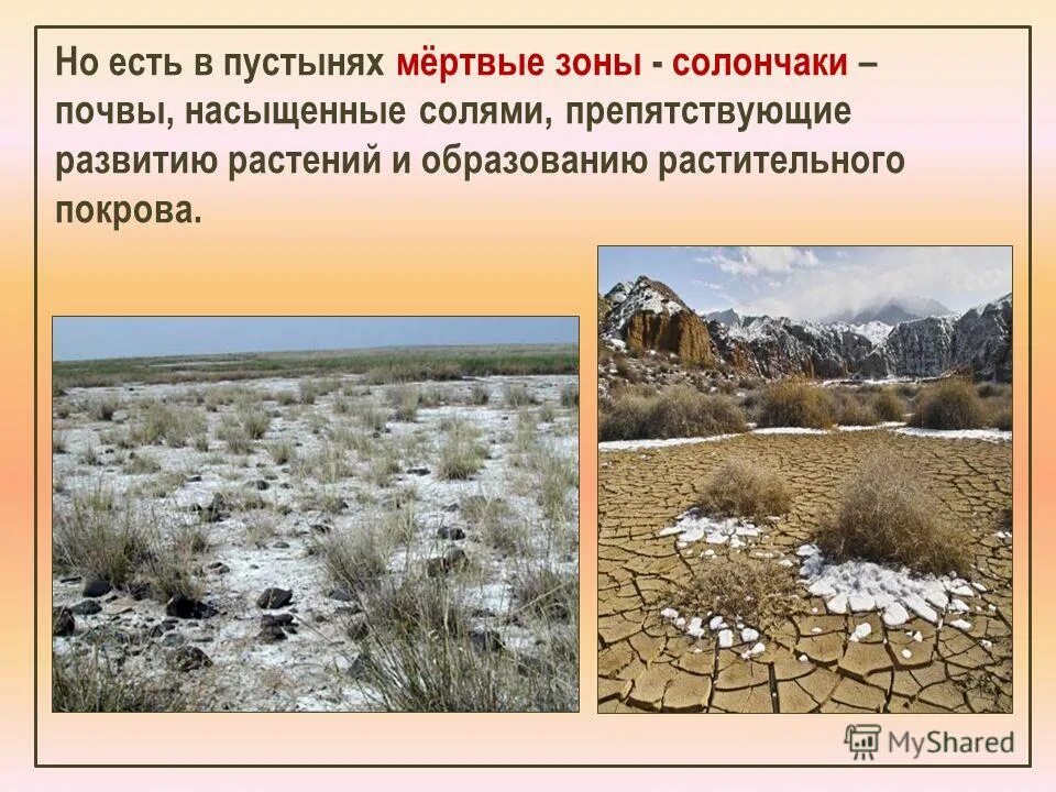 Животный мир пустынь и полупустынь. Зона пустыни встречается в. Солончаки почвы природная зона. Бархан сарыкум. Зона пустыни встречается в.