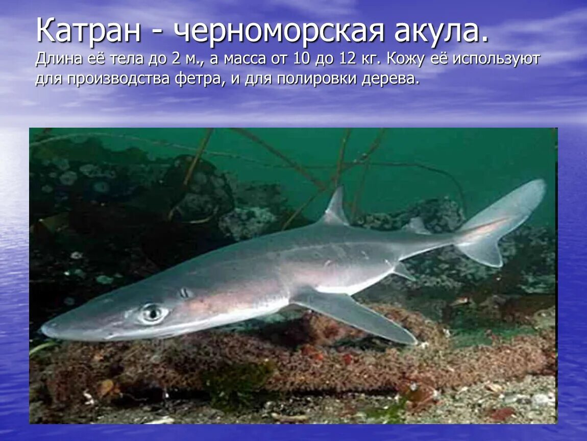 Черноморская акула катран. Катран характеристика. Колючая акула катран. Катран характеристика. Колючая акула катран.