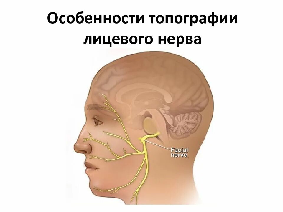 Тройничный нерв. Лицевой и тройничный нерв анатомия. Шейно-черепной синдром. Анатомия лицевого и тройничного нервов. Боли тройничного лицевого нерва