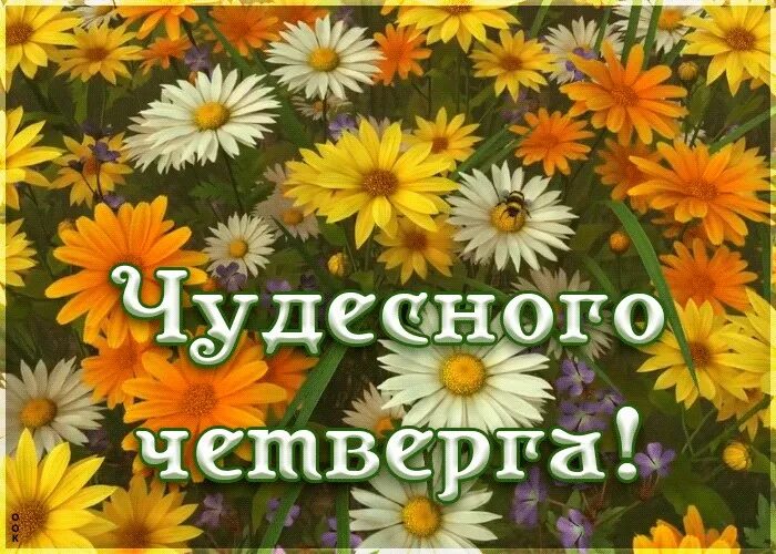 открытка доброе утро четверг. открытки с добрым утром четверга. доброго летнего утра и хорошего четверга. доброе летнее утро и хорошего четверга. пожелания доброго утра.