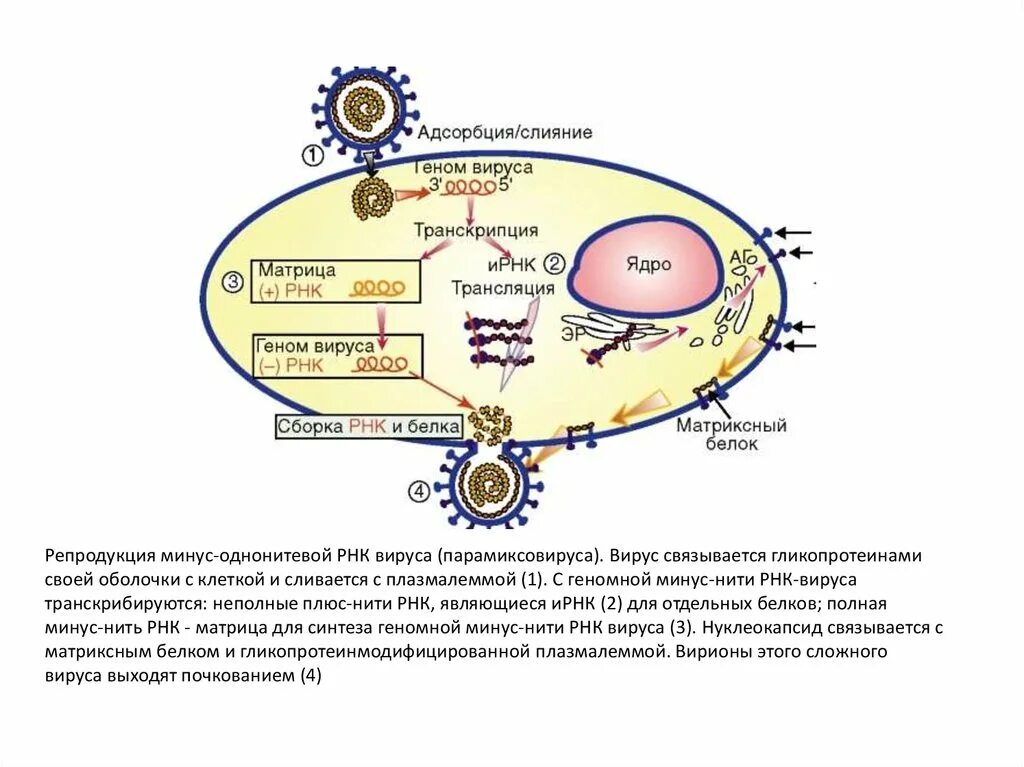 Жизненный цикл вируса паротита. Репликация РНК вирусов схема. Схема репродукции вируса кори. Схема репродукции РНК содержащих вирусов.