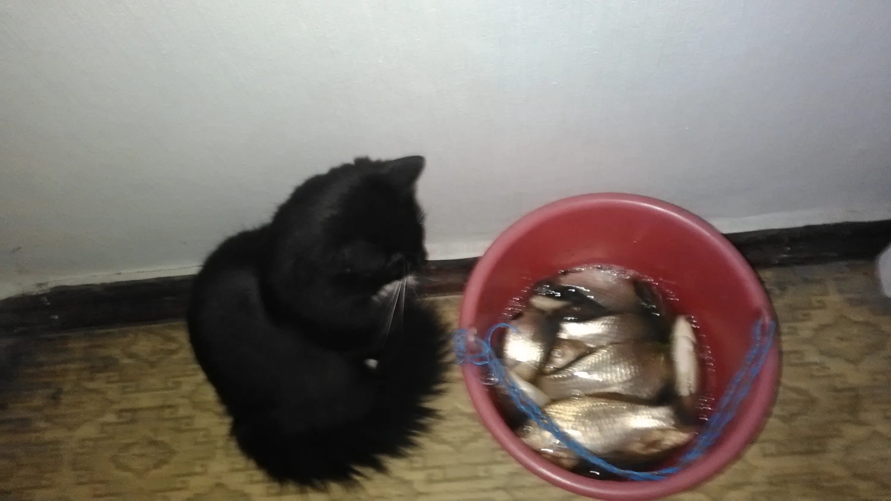 Кот Боська. Рыба в ведре и кот. Кот с жареной рыбой. Рыбку бросают в ведро.