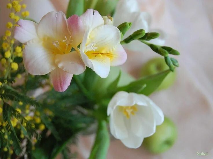 Фрезия (freesia). Фрезия дабл еллоу. Фрезия махровая оранжевая. Фрезия и тюльпаны. Фрезия гибридная махровая ред.