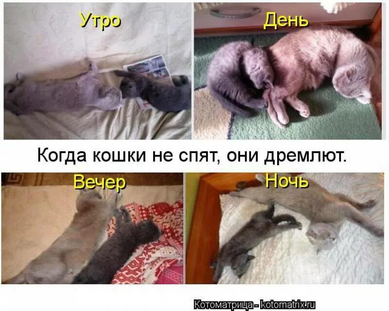 Сколько спят котята в 2. Почему кошки спят днём. Кот не может уснуть. Коты не спят ночью. Почему коты спят днем.