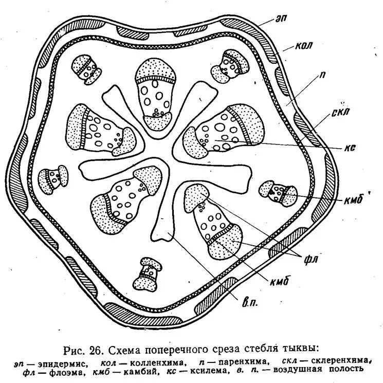 Срез на схеме