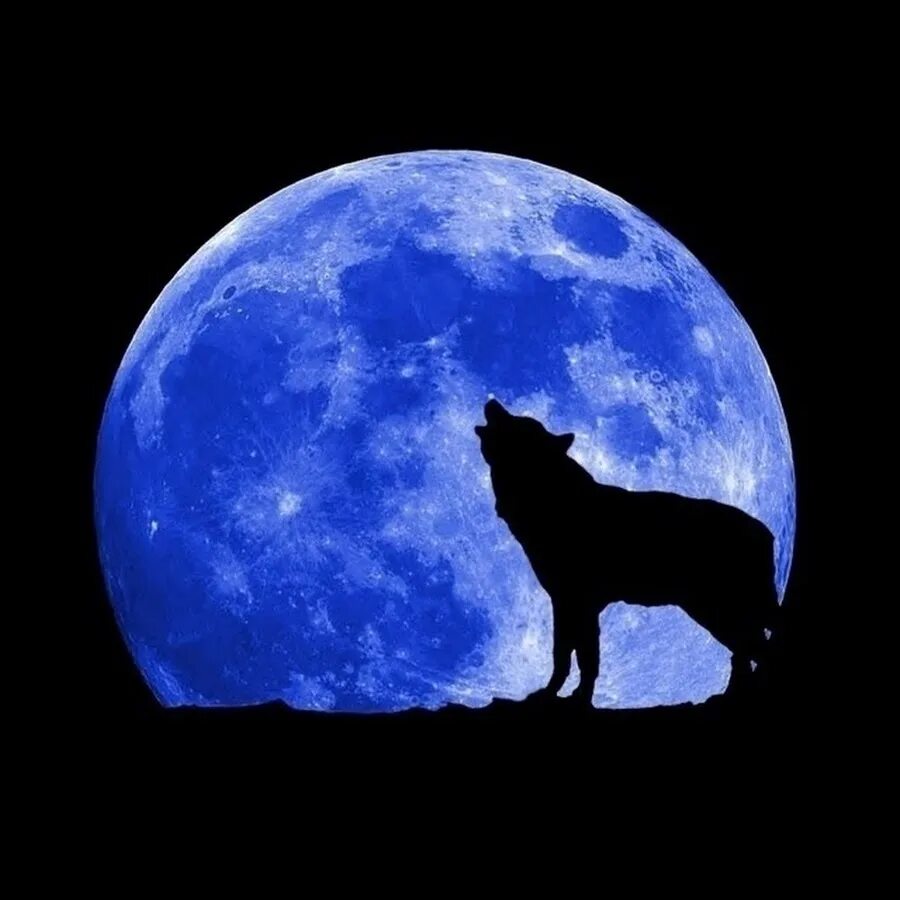 Синяя Луна. Луна картинки. Волк и Луна. Полнолуние голубая Луна.