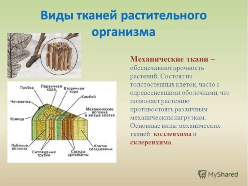 Состав основной ткани растений. Ткани растений биология. Типы механических тканей растений. Растительные ткани 6 класс биология. В состав растительных тканей входит