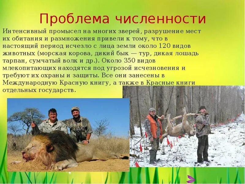 Восстановление видов животных. Охрана млекопитающих. меры по охране млекопитающих. восстановление численности млекопитающих сообщение. доклад о восстановлении численности млекопитающих.