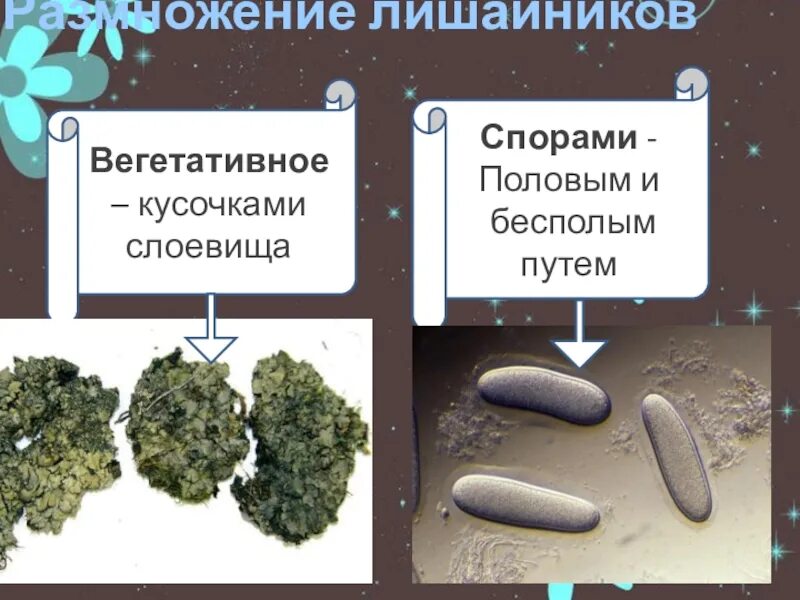 Способ размножения лишайников. Бесполое размножение лишайников. размножение лишайников 5 класс биология схема. размножение лишайников 7 класс биология. лишайник бесполое размножение.
