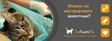 До скольки можно кастрировать