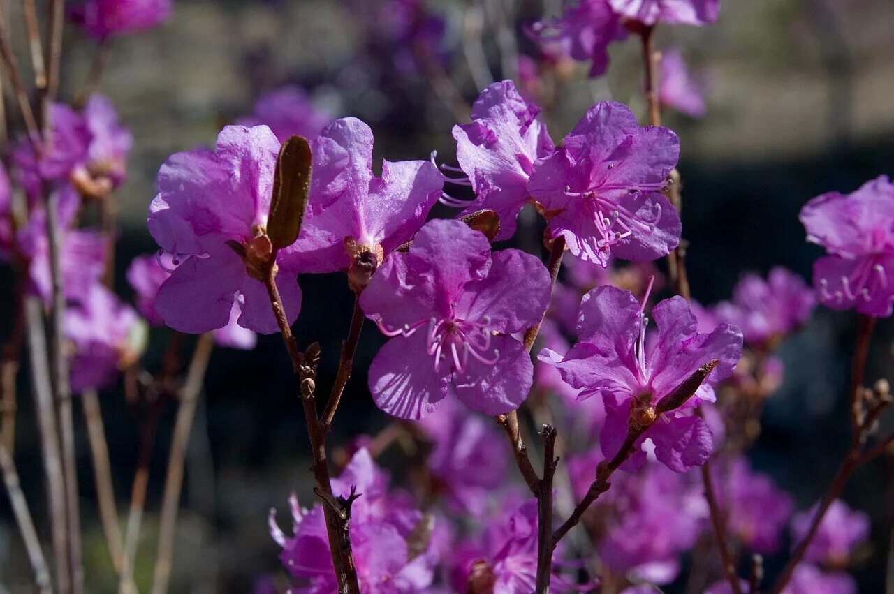 Рододендрон Даурский. Рододендрон Даурский (Rhododendron dauricum). Багульник Сибирский рододендрон Даурский. Багульник рододендрон. Песня где то багульник