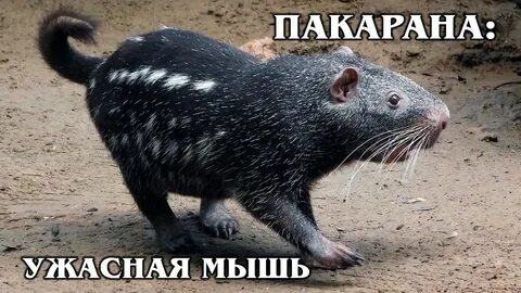 Большой зверек не отбивался