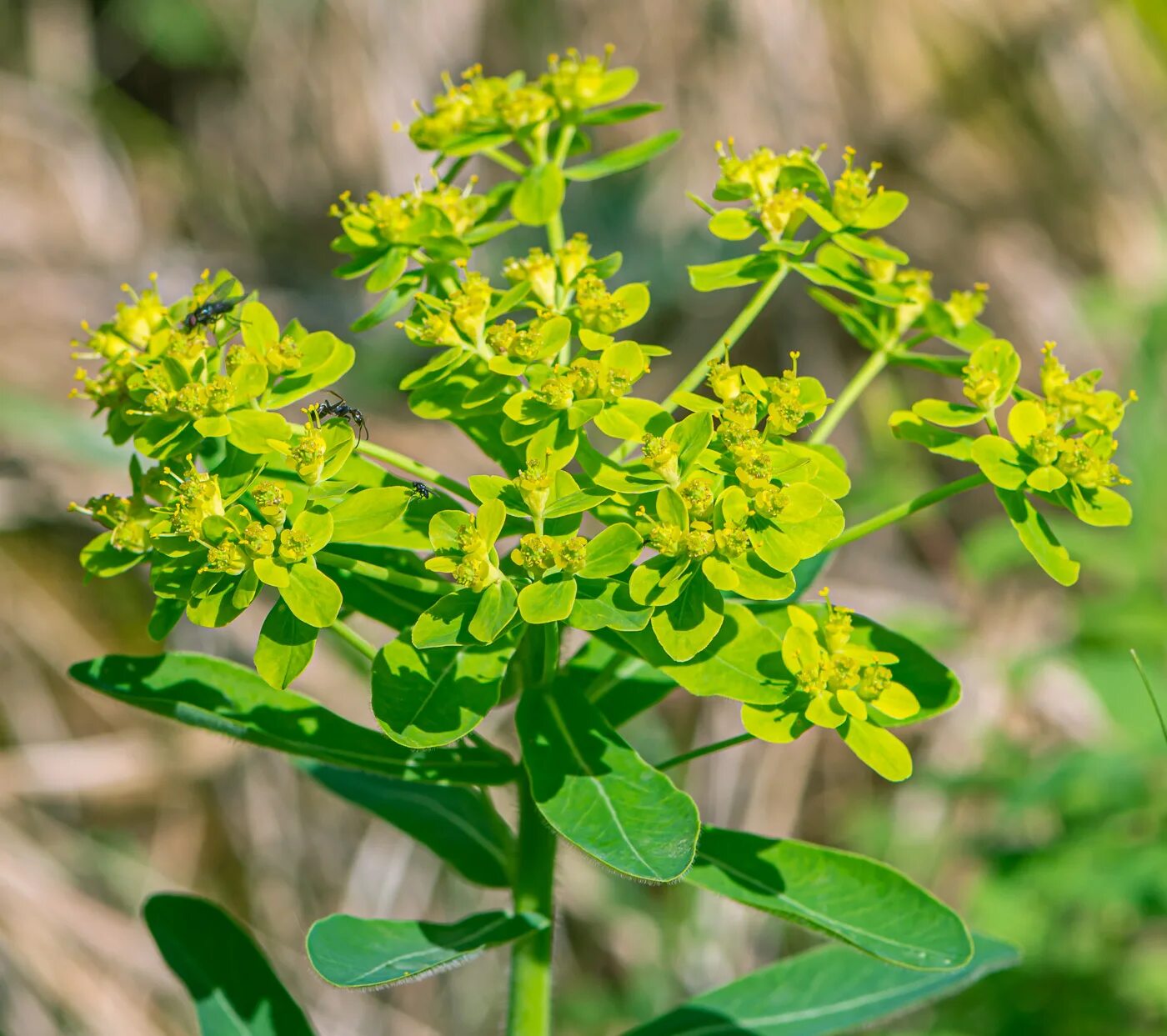 Сорняк молочай. Молочай Жигулёвский (Euphorbia zhiguliensis). Молочай-солнцегляд. Молочай огородный Молочайные. Молочай Вальдштейна.