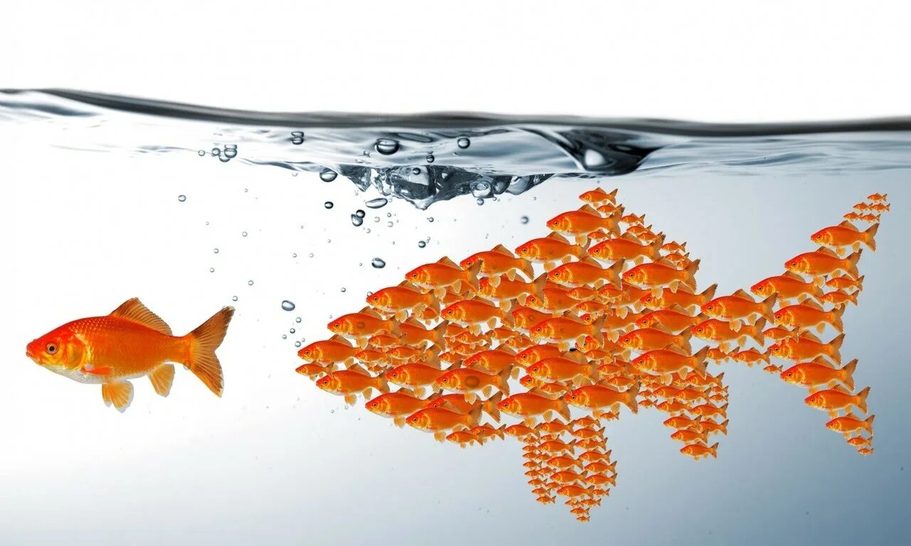 Баннер с рыбками. Рыбы в аквариуме. Свежая рыба. Реклама рыбок. Рекламный баннер рыбы.