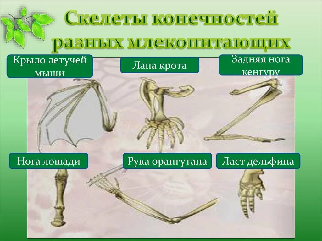 Конечности млекопитающих. Скелет конечностей. Скелеты конечностей разных млекопитающих. Пояса конечностей млекопитающих. Функции пояса передних конечностей млекопитающих