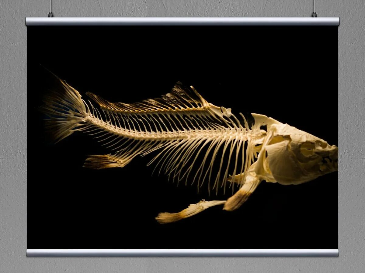 Как выглядит скелет рыбы Fish skeleton stock illustration. Illustration of ocean 82077466