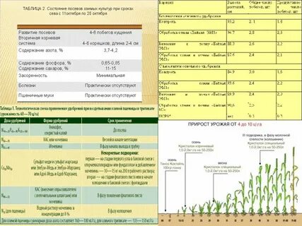 Культура возделывания пшеницы