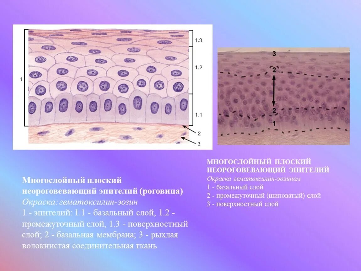 Эпителиальные ткани состоят из клеток. Многослойный плоский неороговевающий эпителий препарат. Ороговевающий многослойный эпителий ткань. Многослойный плоский неороговевающий эпителий роговицы глаза. Многослойный плоский неороговевающий эпителий функции.