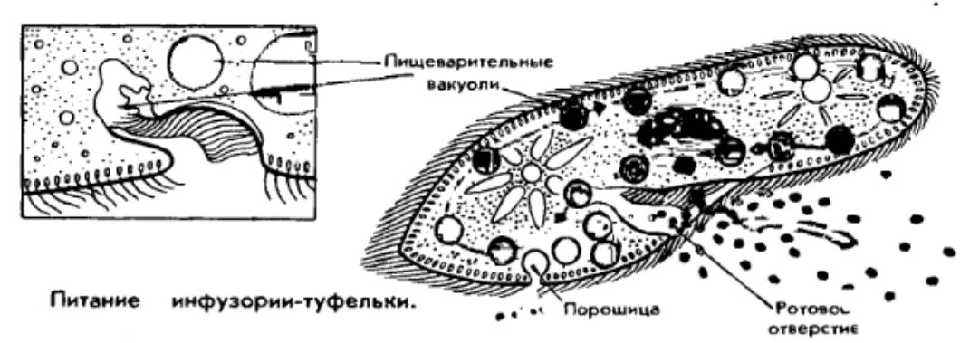 Пищеварительная вакуоль рисунок