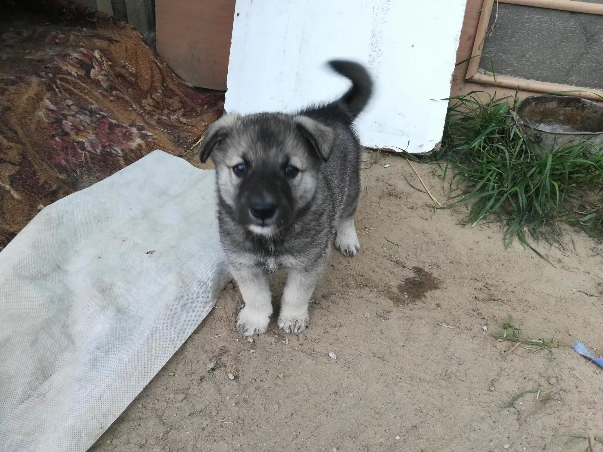 Клички для собак мальчиков дворняжек. Порода дворняжка щенки. Мальчик с дворняжкой. Щенки маленькой дворняжки. Маленькая дворняжка.
