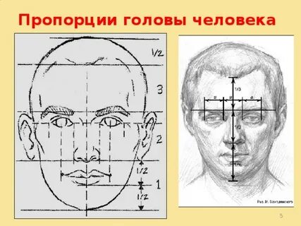 Пропорция 6 голов