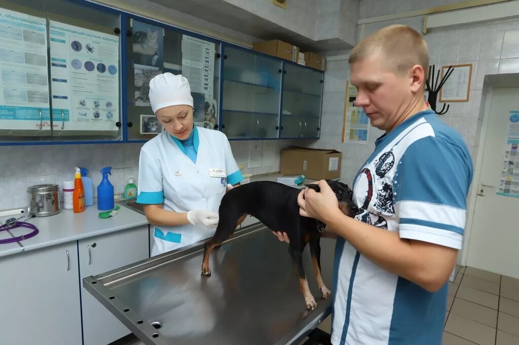 Ветеринарная клиника Санкт-Петербургская горветстанция. Кронштадт городская ветеринарная клиника. Ветеринарная станция Адмиралтейского района. Ветеринарная клиника в Кронштадте на Восстания.