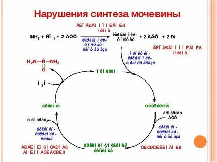 Мочевина белковый обмен