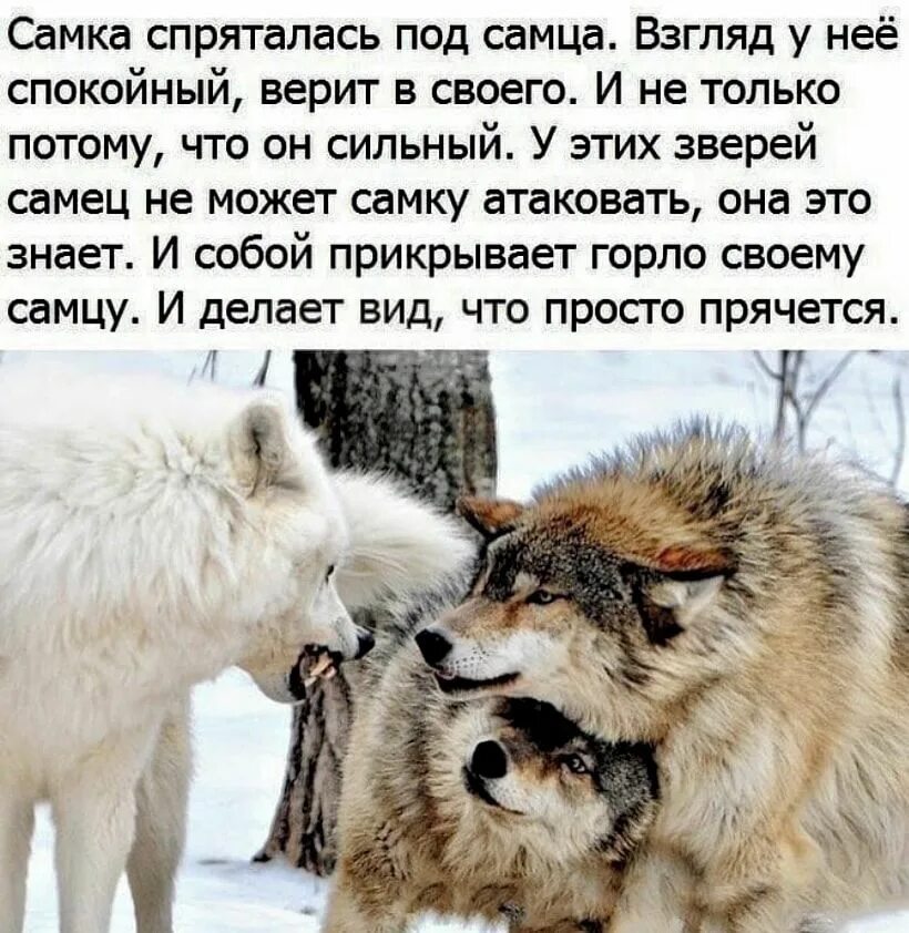 Какой нибудь зверя