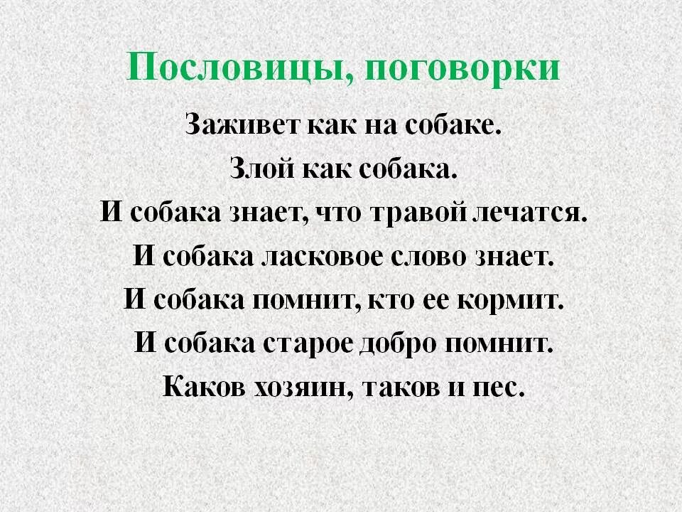 Пословицы про собак. Поговорки про собак. Пословицы или поговорки о животных. Поговорки о животных.