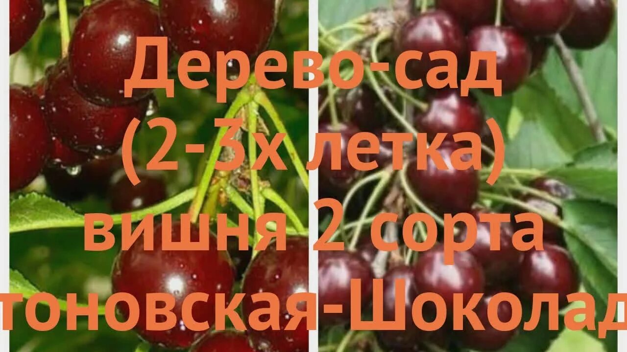 Вишня плодовая. Вишня Шоколадница 3х Летка. Вишня Харитоновская. Вишня обыкновенная Шоколадница. Вишня харитоновская описание сорта фото