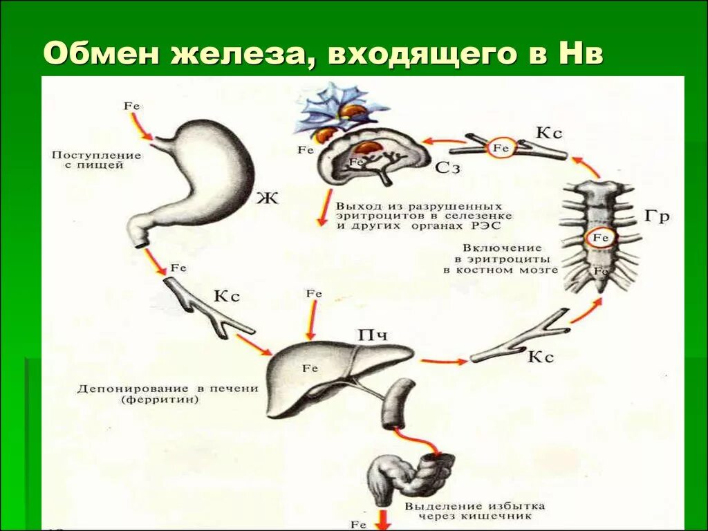 Обмен железа в печени. Обмен железа. Схема обмена железа в организме. Транспорт и депонирование железа в организме. Депонирование железа биохимия.