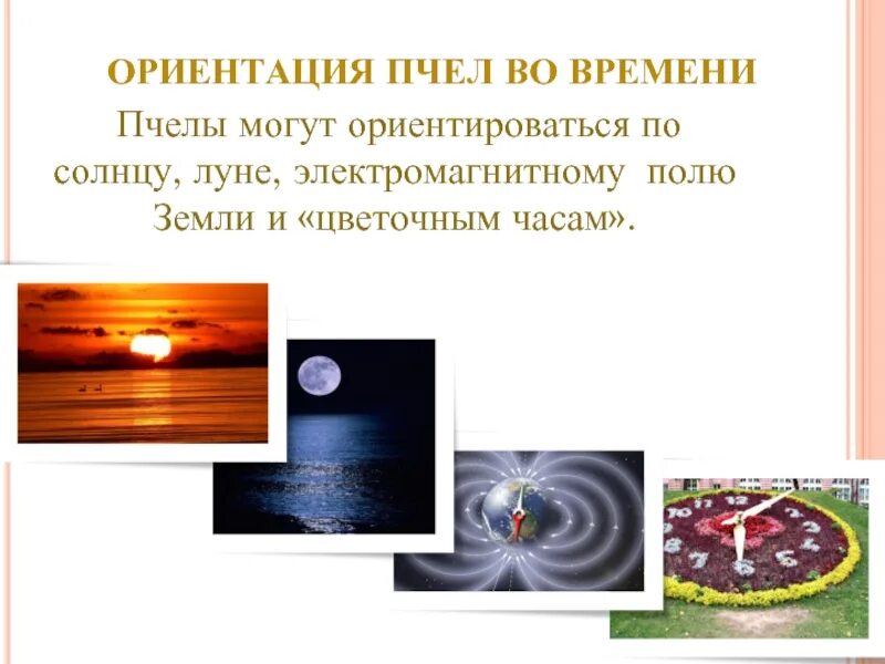 Ориентация пространства времени. Ориентирование по пчелам. ориентация пчел. пчелы ориентируются по солнцу. ориентация пчёл в пространстве.