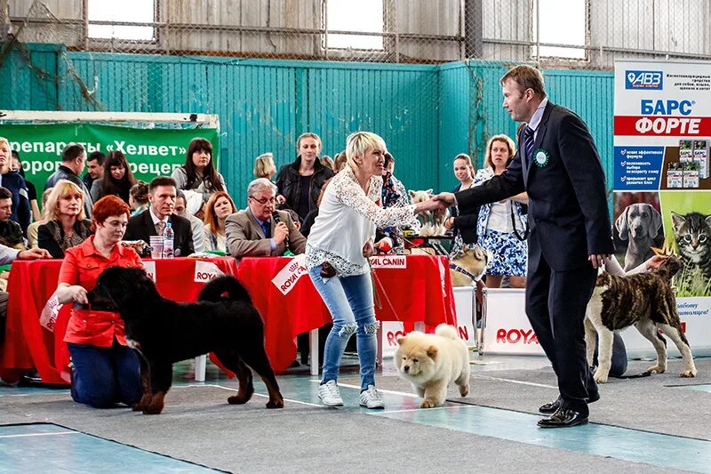 Схи кинология воронеж. Логотип кинологического центра. Печать черноземья коллектив. Кинологический центр черноземья. Кинологический центр черноземья.