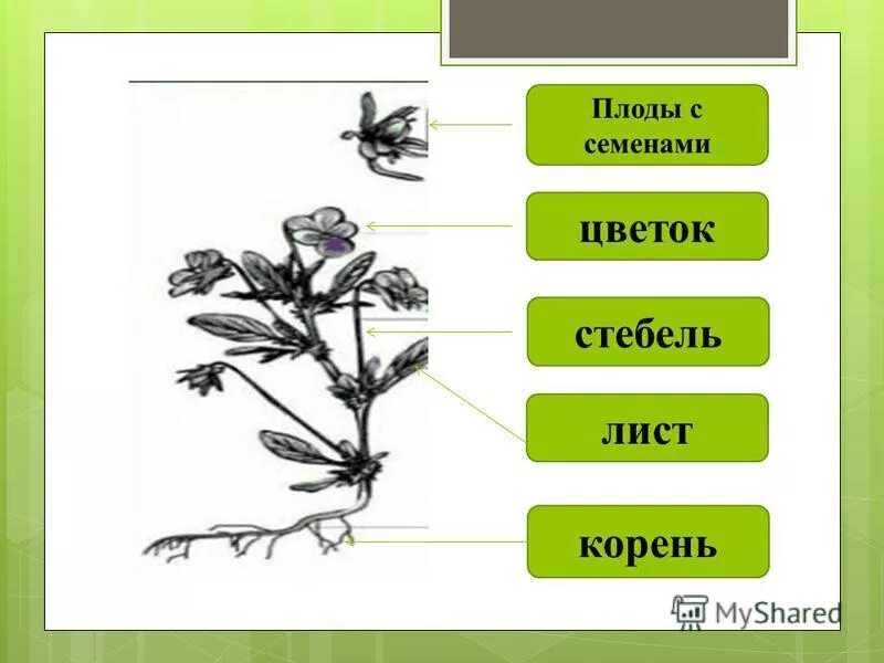 Корень стебель лист плоды. Корень стебель лист цветок плод семя это. Семя корень стебель лист цветок. Семя корень стебель. Цветок плод семя органы служащие для