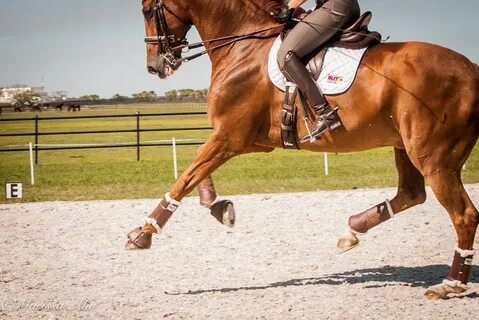 Equestrian перевод