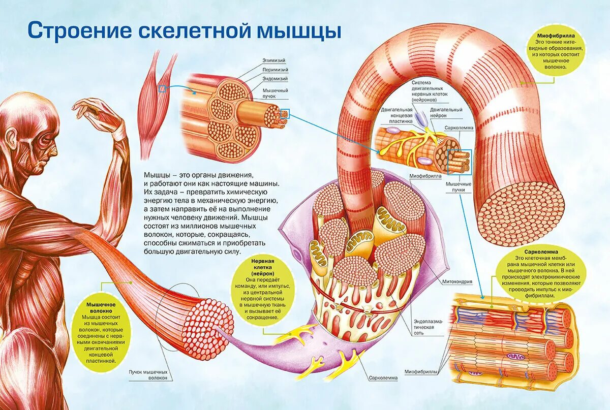 Работа скелетных мышц человека. Строение волокна скелетной мышцы. Строение скелетной мышцы человека. . Строение скелетной мыш. Скелетные мышцы анатомия.