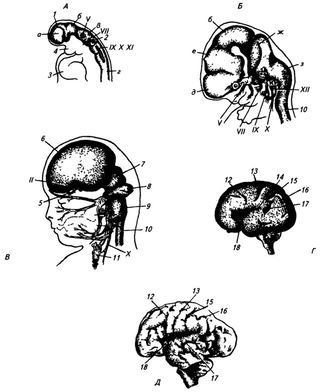 Внутриутробное развитие мозга. Стадии развития головного мозга человека анатомия. Схема развития головного мозга фронтальный разрез. Онтогенез головного мозга схема. Схема развития головного мозга человека Сагиттальный разрез.
