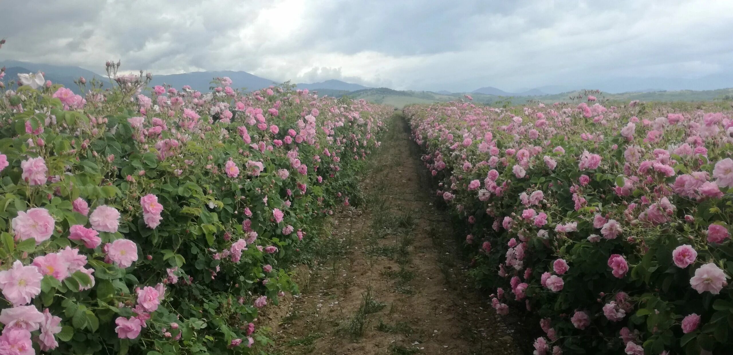 Розовое поле в крыму. Казанлыкская Долина роз Болгария. Болгария розовая Долина Казанлык. Плантации дамасской розы.