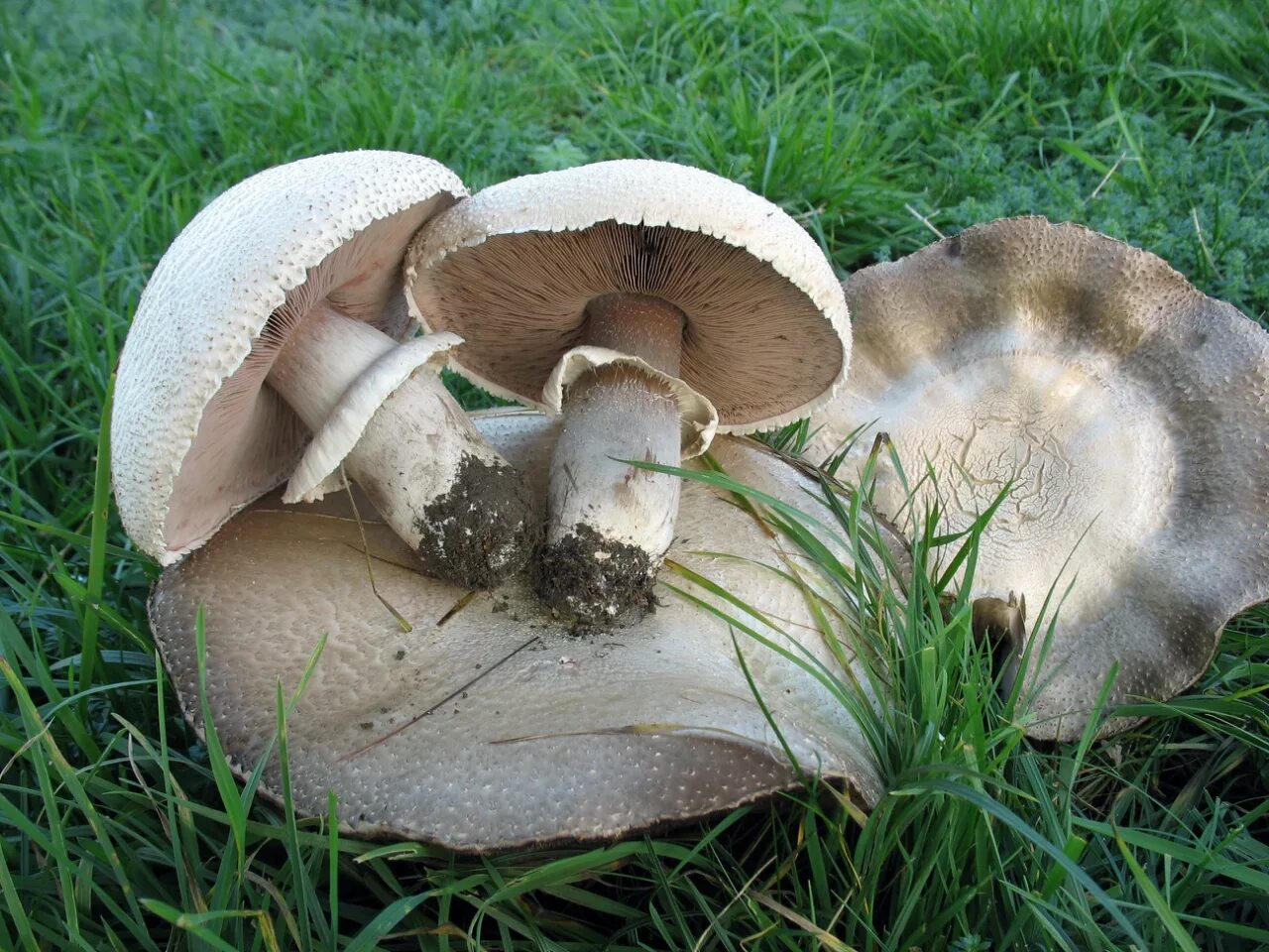 Ножка гриба фото. Agaricus macrosporus. Шампиньон крупноспоровый. Шампиньон Таблитчатый (Agaricus tabularis). Шампиньон крупноспоровый грибница.