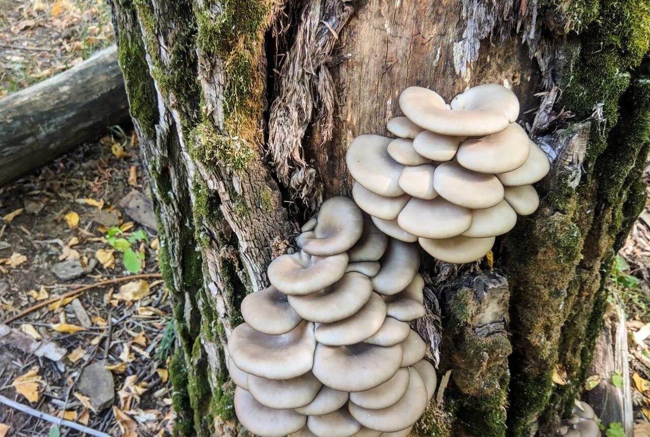 Как растут вешенки. Вёшенка обыкновенная грибы. Вёшенка устричная (Pleurotus ostreatus). Вешенка обыкновенная. Вёшенка обыкновенная съедобные грибы.