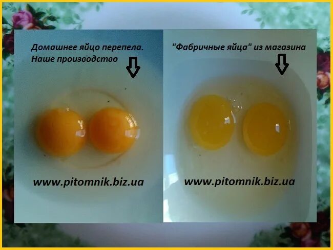 Магазинные домашние яйца. Домашнее яйцо и магазинное. Объявление о продаже яиц домашних. Желток домашнего и магазинного яйца.