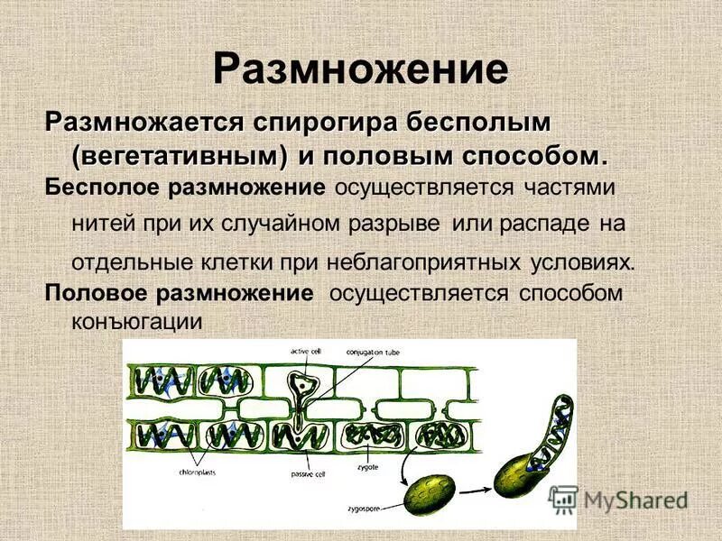 Спирогира какая группа