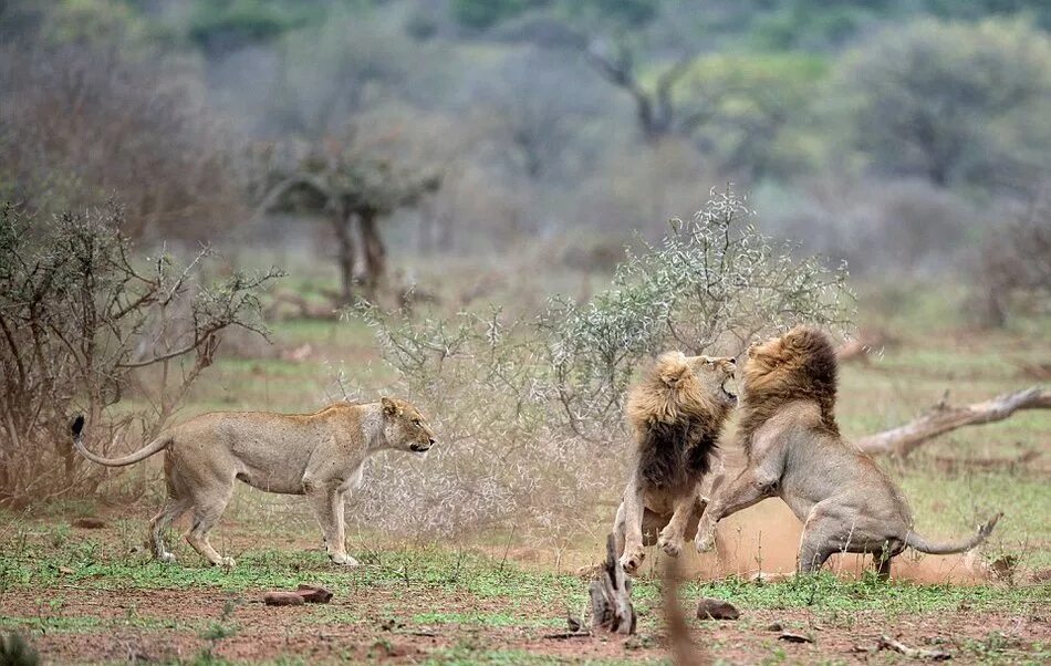 Львы схватки. Конкуренция животные. Львы дерутся за самку. Два Льва дерутся. Конкуренция за самку.
