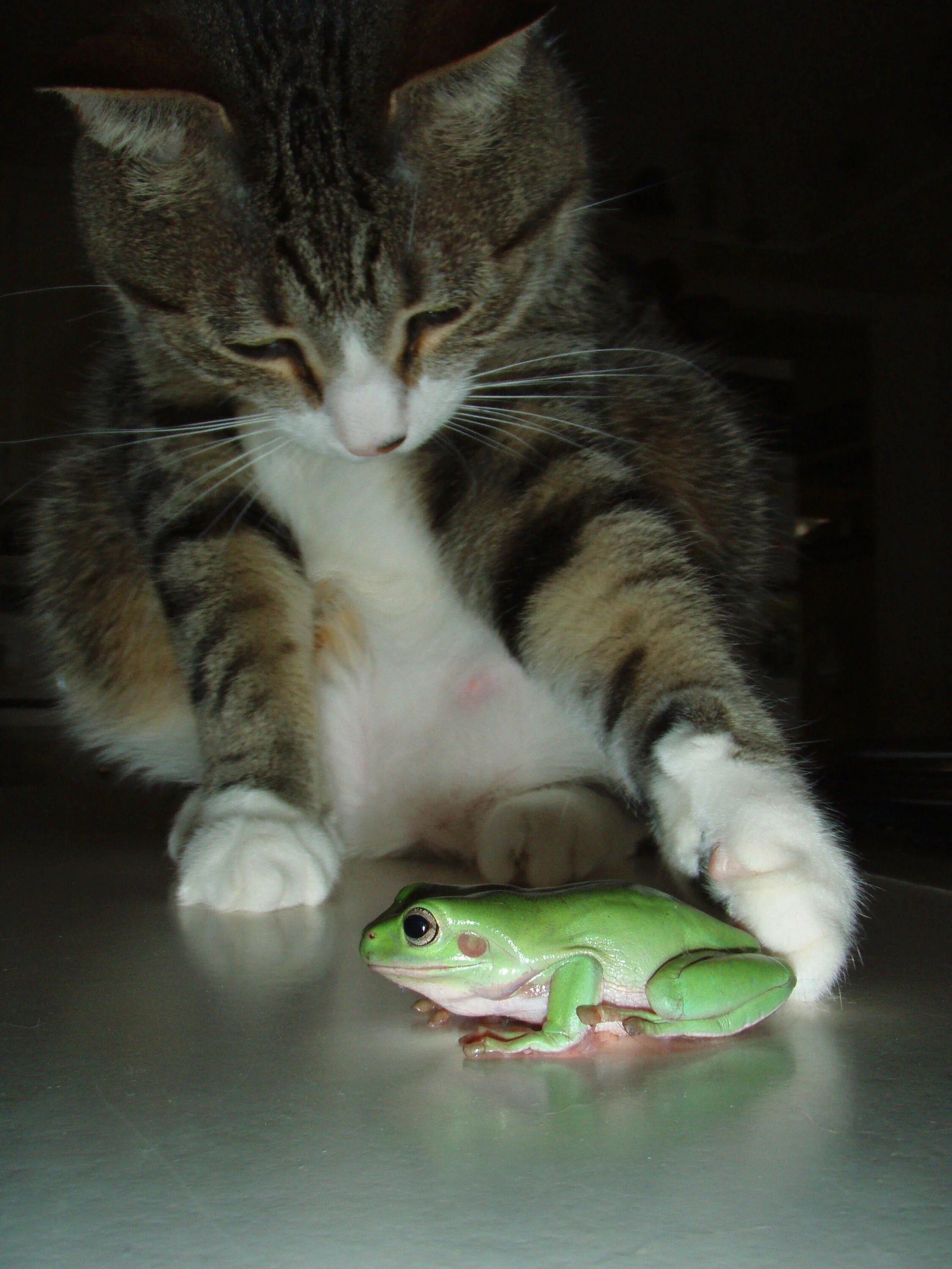Кот поймал лягушку. Кот у лягушатника. Кот и жаба. Кот и лягушонок. Жаба и котенок.
