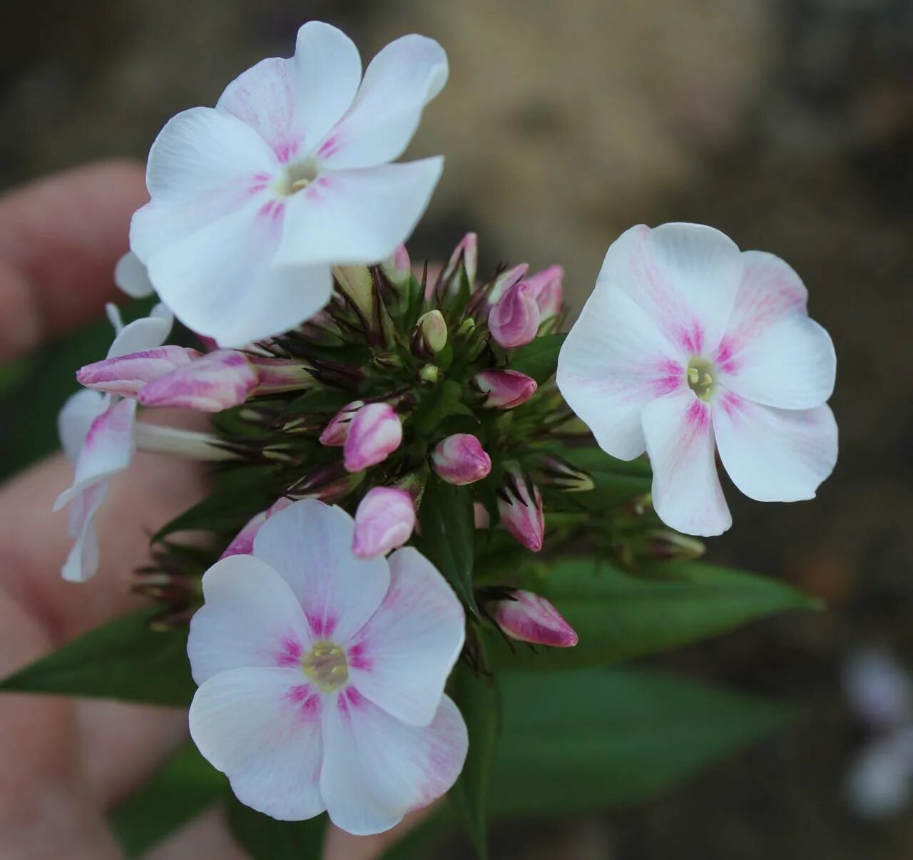 флокс алиса. флокс алиса. сорт флокса алиса фрейндлих. сорт флокса алиса фрейндлих. флокс алиса.